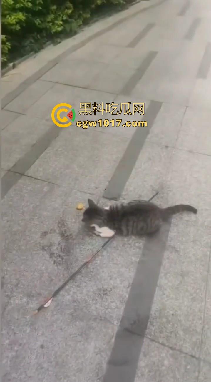 广东揭阳缔景城小区有人虐猫,深夜拿弓箭弓弩射小区小猫咪,在小区乱射箭,如入无人之境,今天敢射猫明天就敢射人!-8