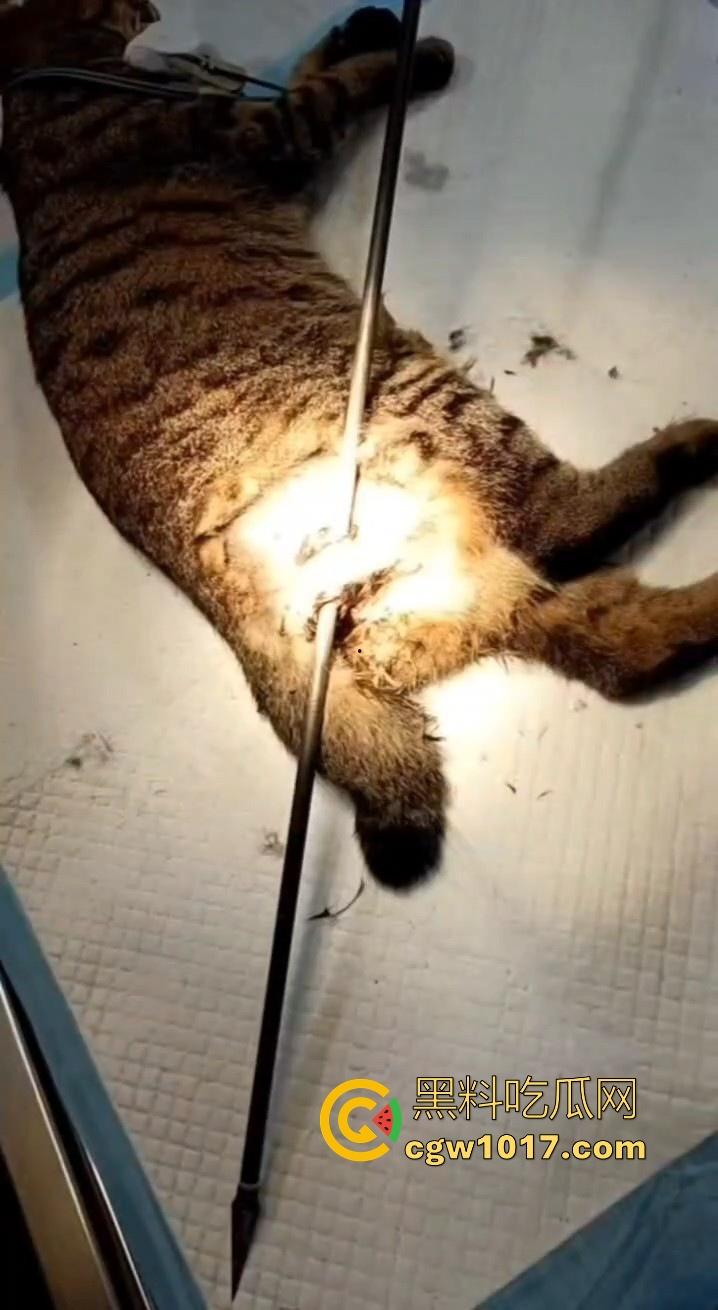 广东揭阳缔景城小区有人虐猫,深夜拿弓箭弓弩射小区小猫咪,在小区乱射箭,如入无人之境,今天敢射猫明天就敢射人!-9