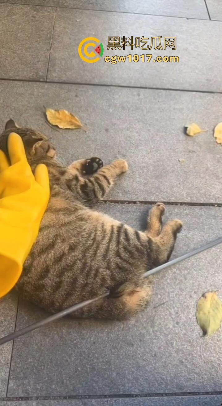 广东揭阳缔景城小区有人虐猫,深夜拿弓箭弓弩射小区小猫咪,在小区乱射箭,如入无人之境,今天敢射猫明天就敢射人!-10