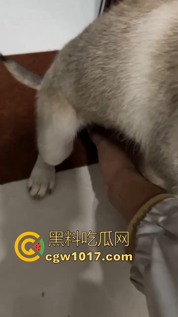 现在的人都这么阴到没边了吗?普通的帮男友打飞机不够刺激,现在流行帮狗打飞机了是吧,每天打几次狗也顶不住!-6