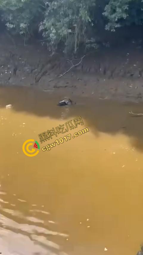 男子野泳惨遭鳄鱼袭击,身体被肆意撕裂,尸体血肉模糊,搜救队惊惧地目睹这惨绝人寰的一幕-3