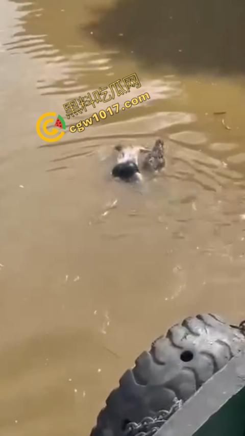 男子野泳惨遭鳄鱼袭击,身体被肆意撕裂,尸体血肉模糊,搜救队惊惧地目睹这惨绝人寰的一幕-7