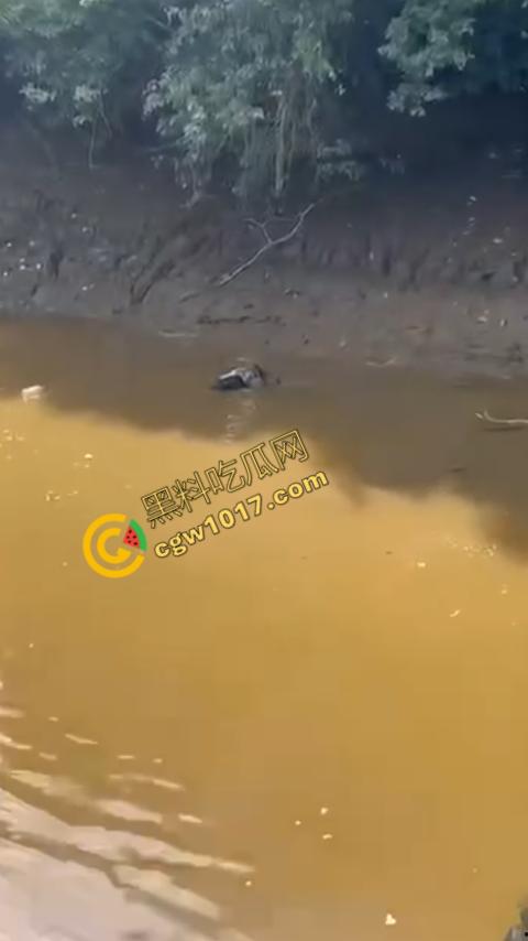 男子野泳惨遭鳄鱼袭击,身体被肆意撕裂,尸体血肉模糊,搜救队惊惧地目睹这惨绝人寰的一幕-3