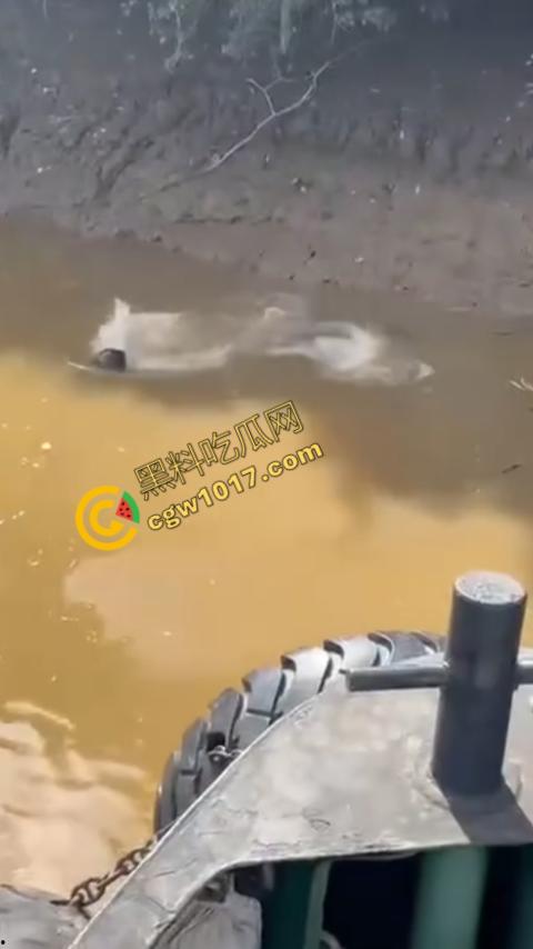 男子野泳惨遭鳄鱼袭击,身体被肆意撕裂,尸体血肉模糊,搜救队惊惧地目睹这惨绝人寰的一幕-4