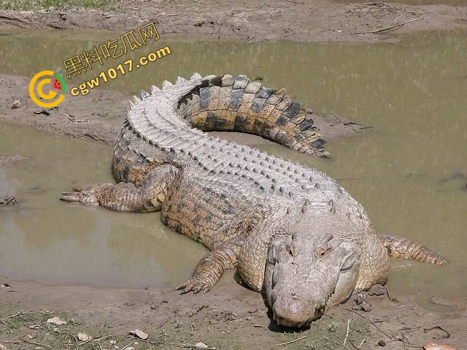 男子野泳惨遭鳄鱼袭击,身体被肆意撕裂,尸体血肉模糊,搜救队惊惧地目睹这惨绝人寰的一幕-2