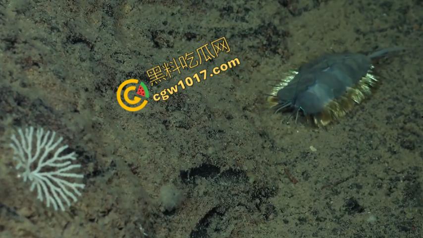 南极科考内部视频劲爆流出:30种未知致命生物!从“死亡之球”到“僵尸蠕虫”,史前病毒横行,足以令人毛骨悚然!-7