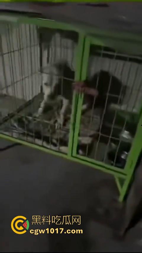 又见教育狂魔上线,作业没写完被打进狗笼?虎爸摇身一变成畜生爸,全网怒骂还在狡辩为你好!-7